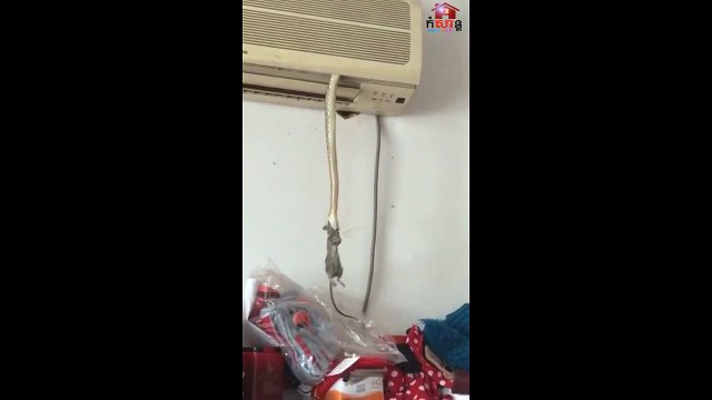 Ce serpent suspendu à un climatiseur chope une souris en mode Mission Impossible