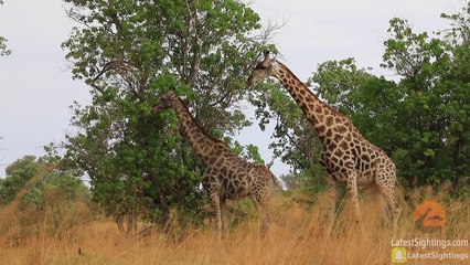 Cette girafe essaye vraiment de culbuter la petite.. FAIL HAHA