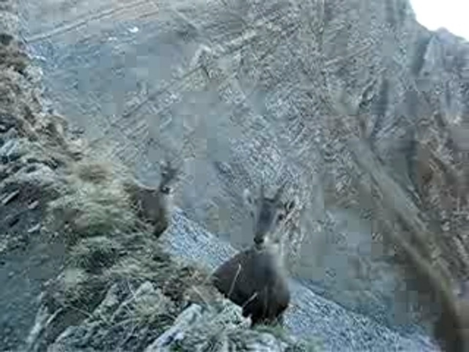 Des bouquetins? Où ça?