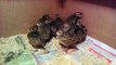 Silver #Laced #wyandotte chicks by Taimoor...