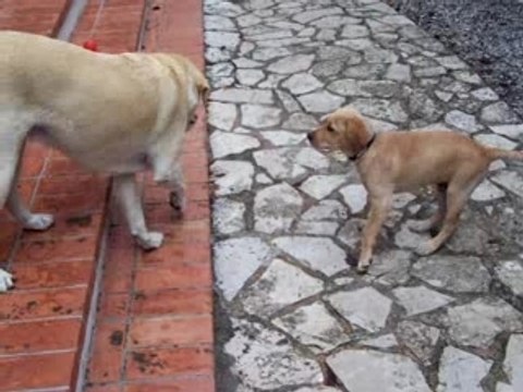 Héra et Hermès septembre 2006 (64)