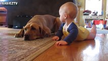 Cute Dogs and Babies Crawling Together - Adorable babies Comp