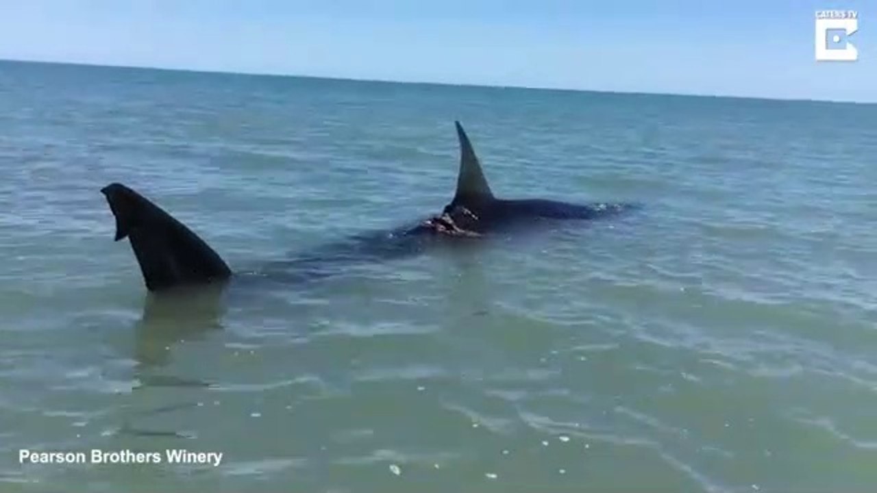 Ce touriste tombe sur un requin blessé en bord de plage