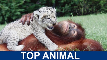 TOP 10 Động Vật có hình dáng kỳ lạ nhất thế giới - Top Animal