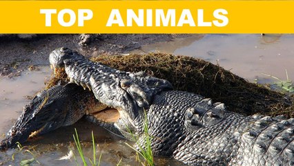 TOP 10 Động Vật Nguy Hiểm Nhất Hành Tinh | Top Animal