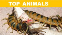 Top 10 loài côn trùng nguy hiểm nhất thế giới - Top Animal