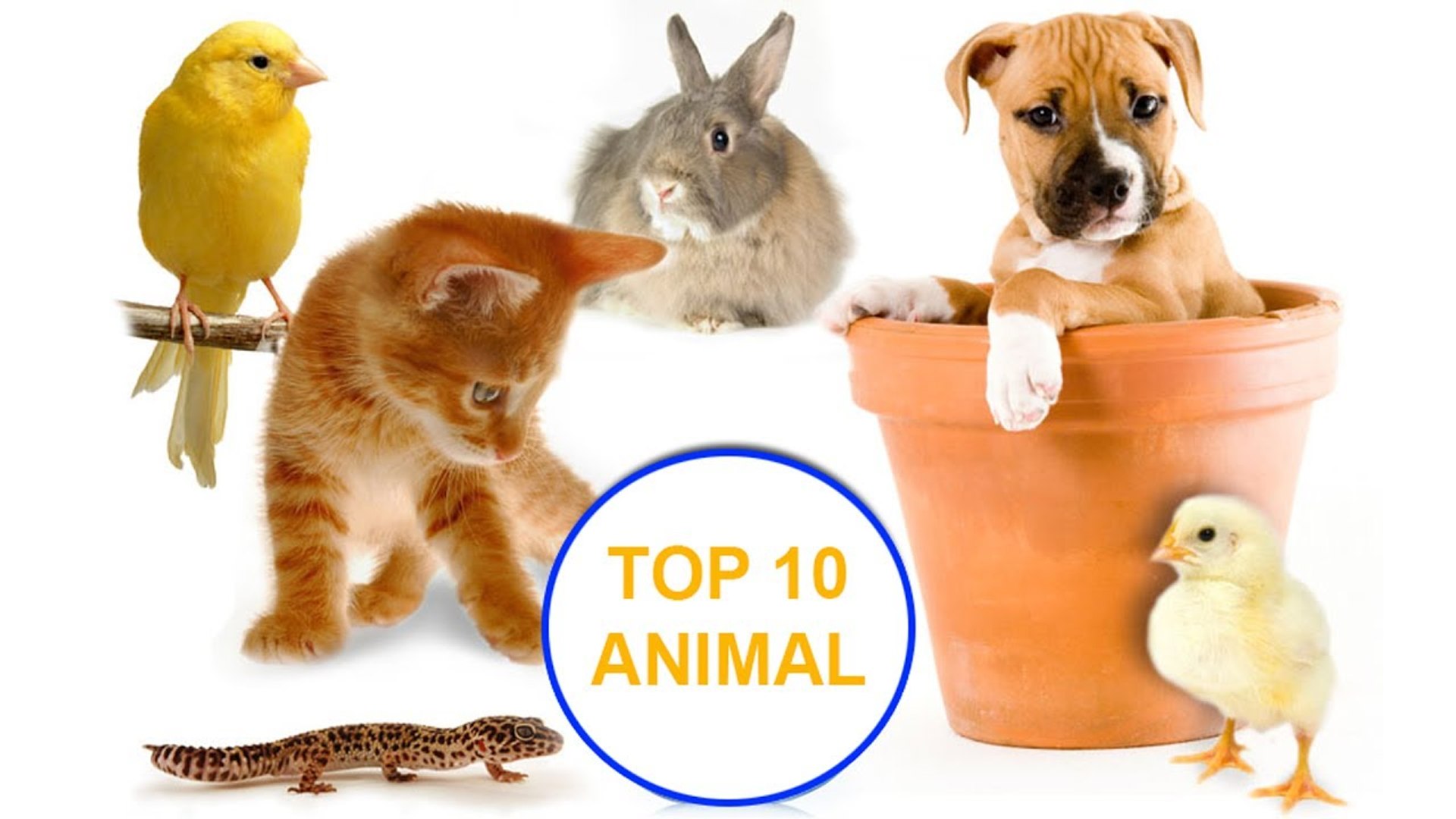 Top 10 loài động vật lười biếng nhất thế giới - Top 10 animal