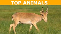 TOP 12 loài động vật quý hiếm kỳ lạ bậc nhất hành tinh - Top Animal