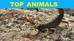 Three of the Most Dangerous Scorpions in the World | TOP ANIMAL
