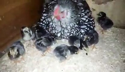 Silver Laced Chickens by Taimoor...