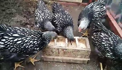 Silver Laced Chickes 3 months old by Taimoor...