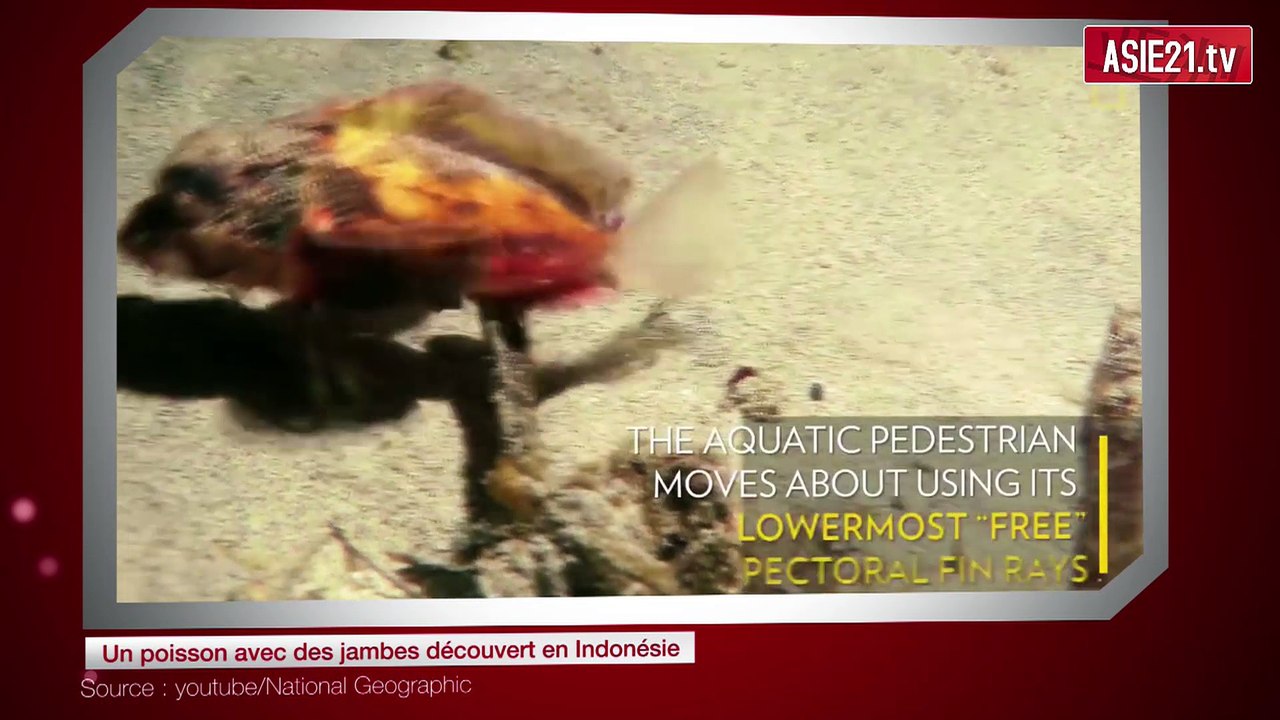 Un poisson avec des jambes découvert en Indonésie