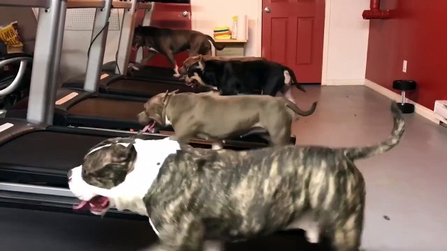 Qui a dit que les tapis roulants étaient réservés aux humains !