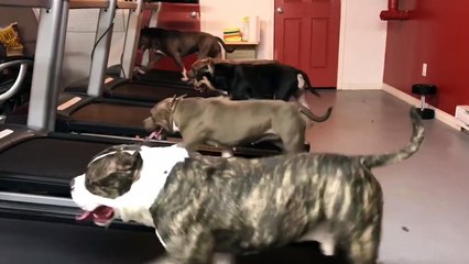 Qui a dit que les tapis roulants étaient réservés aux humains !