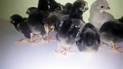 Silver Laced Wyandotte Chicks By Taimoor...