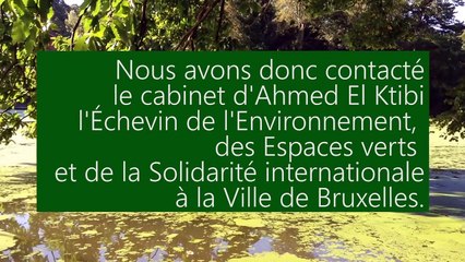 Quid de cette mousse verte sur l'étang du Bois de la Cambre?