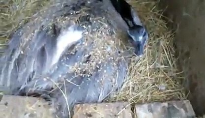 Ostrich sitting on her eggs by Taimoor...