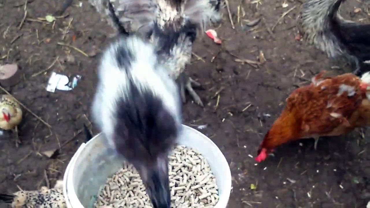 Ostrich eating feed Amazing video By Taimoor...