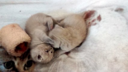 kleine BKH / Scottish Straight Kitten