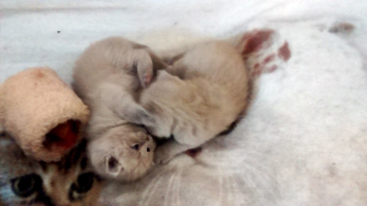 kleine BKH / Scottish Straight Kitten