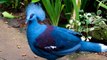 10 Aves Exóticas Que São Únicas No Mundo episódio 1
