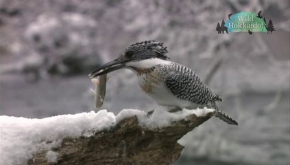 20170610 Wild Hokkaido!「千歳川」日本語字幕版