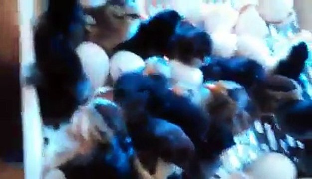 Egg incubator new chicks are hatched By Taimoor...