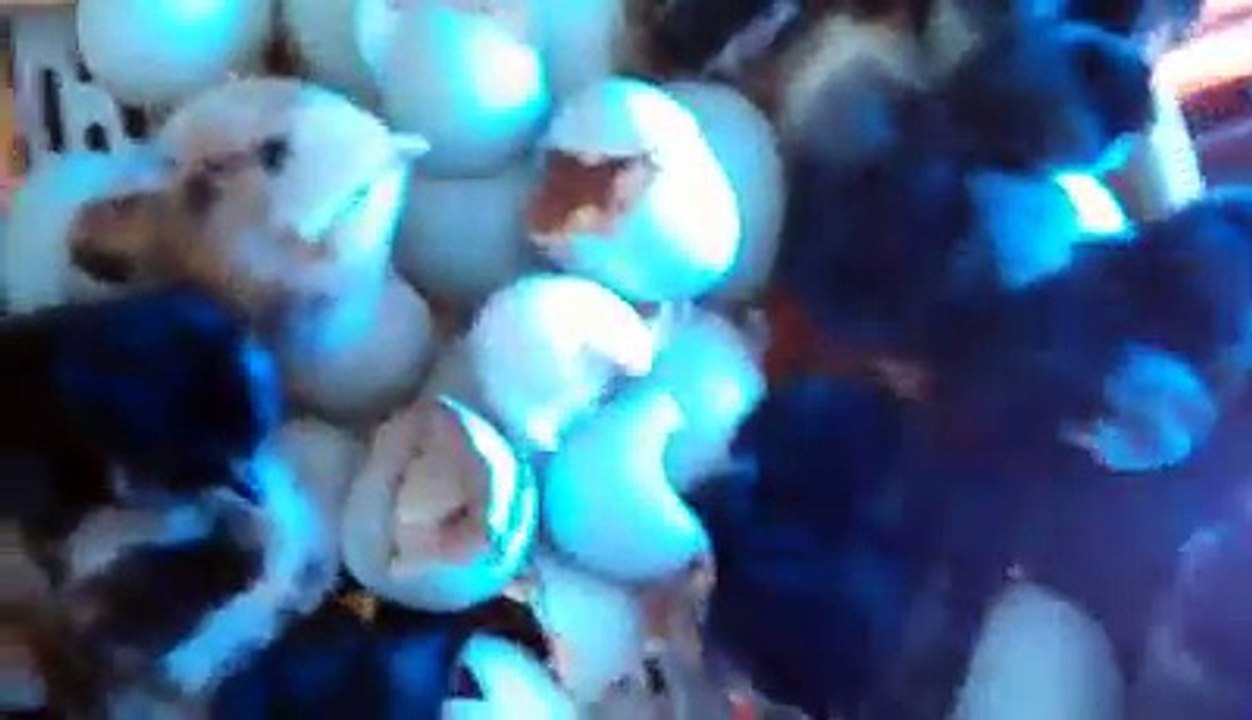 Egg incubator 2 new chicks by Taimoor...