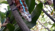 Interesting  Facts About  Animals - Chameleon