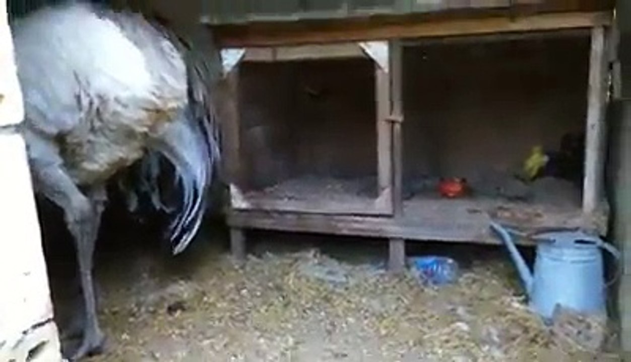 Ostrich try to make her nest by Taimoor...