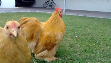Golden Buff Bentum hens By Taimoor...