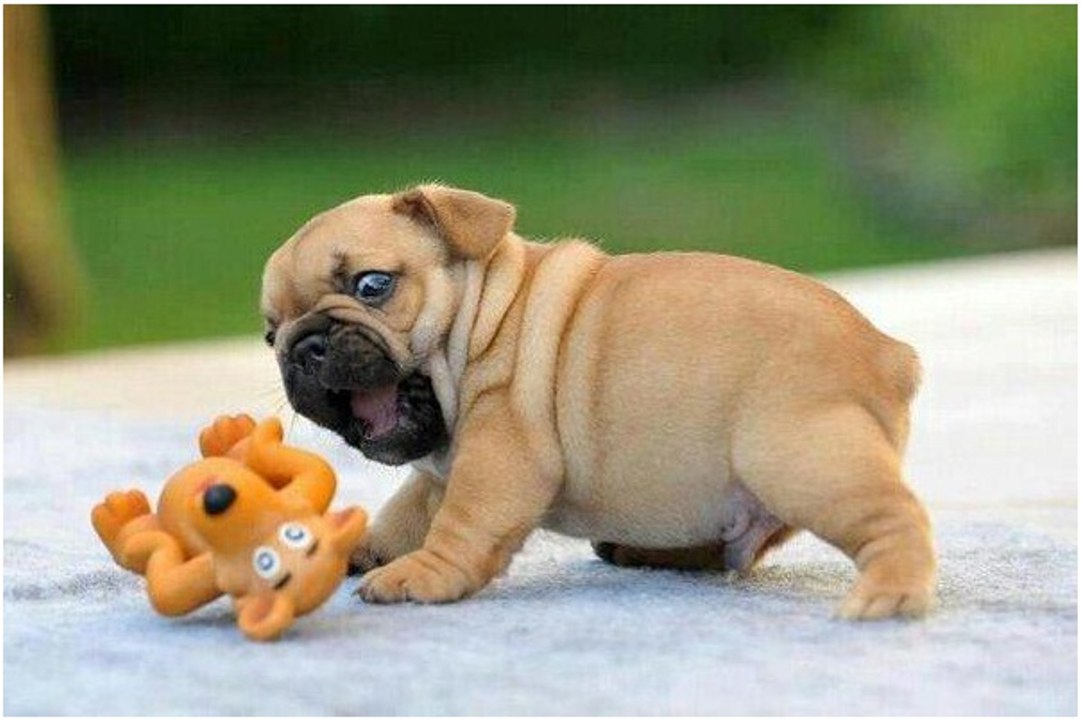 Benefits Of Adopt A Pet - East Dallas Pet Rescue