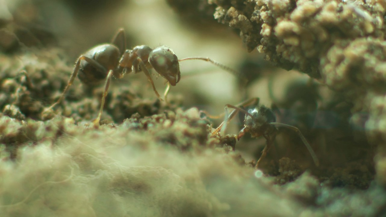 Breaking the code of the ants nest