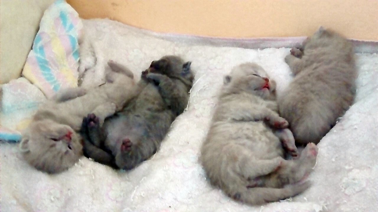 BKH / Scottish Straight Kitten beim schlafen