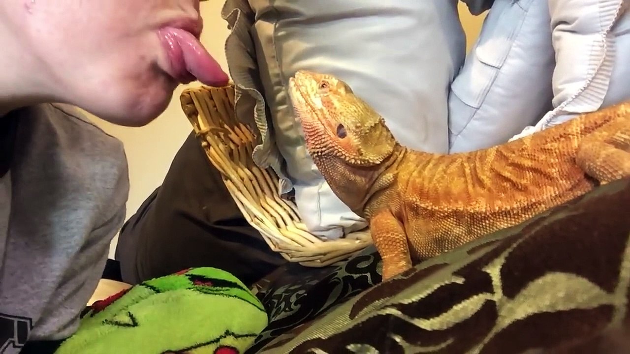 Concours de tirage de langue avec un dragon barbu !