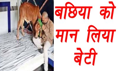 Gujarat: 44 year old Cow Lover treats calf as his daughter | वनइंडिया हिंदी