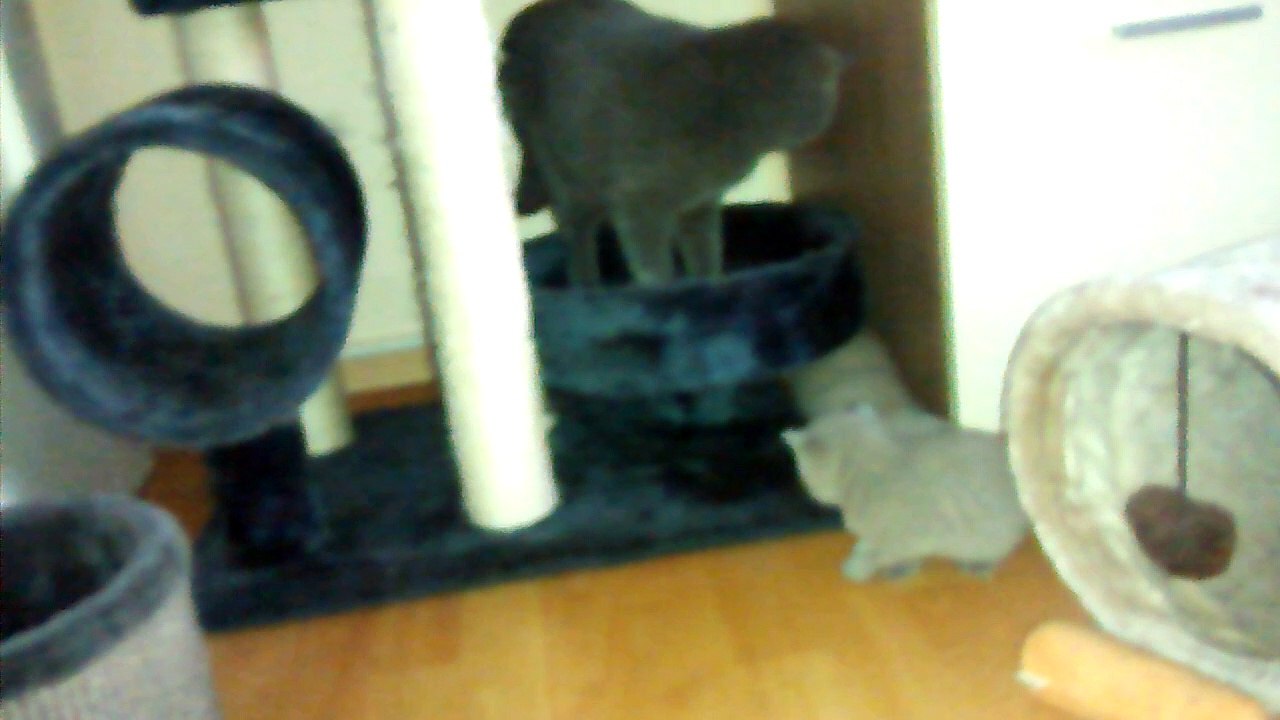 kleine süße Kitten spielen