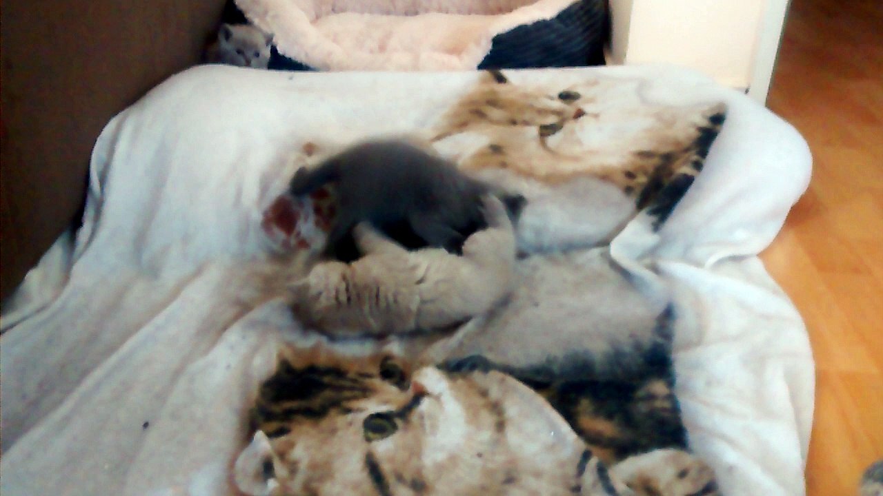 kleine Kitten spielen