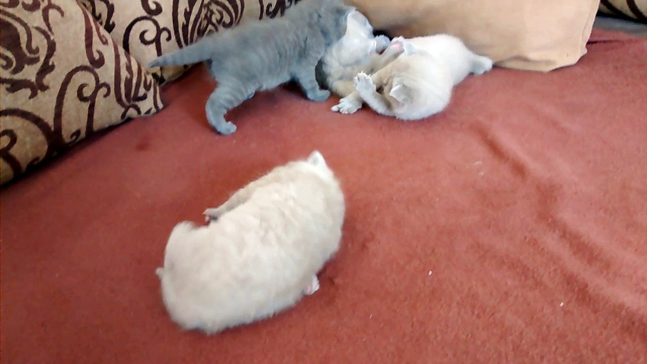 kleine Kitten spielen
