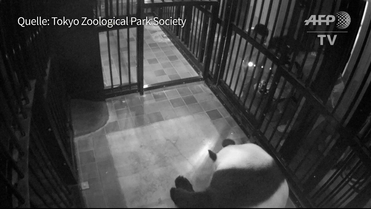 Panda-Nachwuchs in Tokio