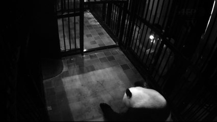 Panda nasce em zoológico do Japão