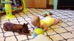 Cute Dogs and Babies Crawling Together - Adorable babies Compilation-IE