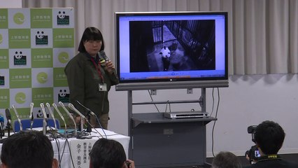 Naissance d'un panda dans un zoo au Japon