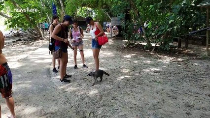 'Vicious' raccoon attacks tourist in Costa Rica