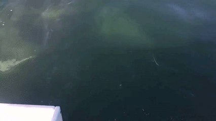 Huge Shark Lurks Just Below Surface Near Fishermen's Boat Off Cape Cod