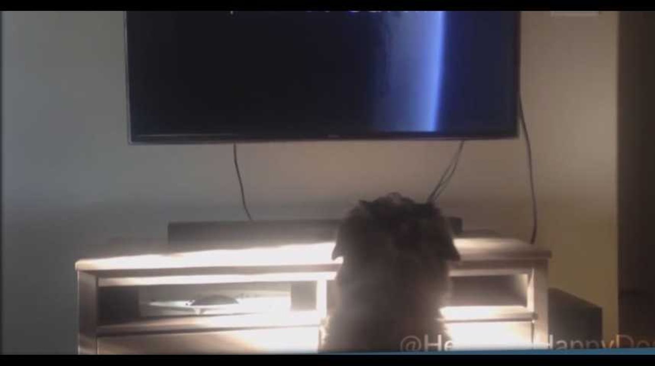 Un chien part chercher son coussin pour regarder la télévision, la vidéo qui fait le buzz