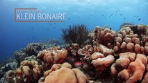 Best Dive Sites on Klein Bonaire
