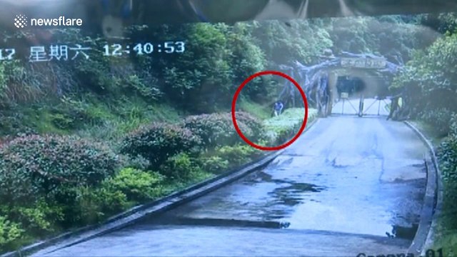 Chinese tourists in danger of entering tiger enclosure after scaling fence to avoid zoo entrance fee