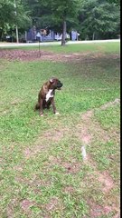 Un chien court dans une voiture à l'arrêt