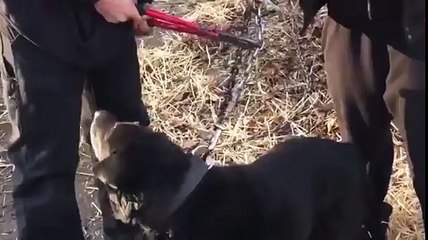 15 évig volt kikötözve a kutya a kertben, most végre kiszabadították